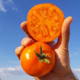 Батур F1 семена томата дет. раннего 65-70 дн. окр. 230-270 гр. желтого (LibraSeeds)