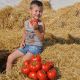 Томат Світ муссон F1