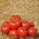 Томат Світ муссон F1