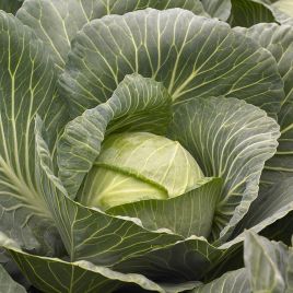 Киласис F1 семена капусты б/к средней 75-80 дн. 1,5-3 кг окр. (Syngenta)