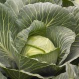 Киласис F1 семена капусты б/к средней 75-80 дн. 1,5-3 кг окр. (Syngenta)