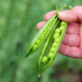 Горох Йохан 