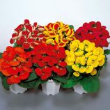 Кальцеолярія Данті F1 суміш