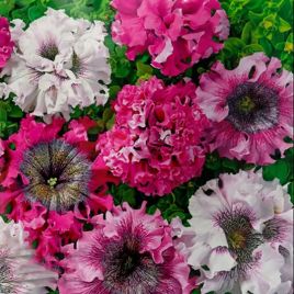 Триумф F1 смесь (mix) семена петунии (Cerny)