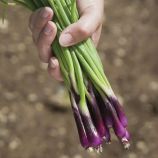 Цибуля-батун Реді