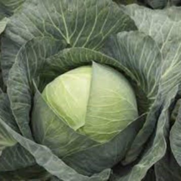 Капуста білоголова Кіластрес F1