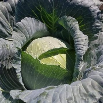 Сармелло F1 семена капусты б/к средней 85-95 дн. 2-4 кг окр.-припл. (Syngenta)