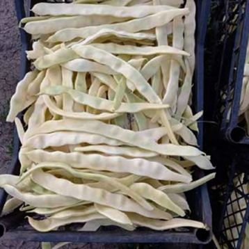 Квасоля спаржева ПЛ 145 (PL 145)