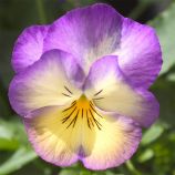 Ультіма Radiance Deep Blue насіння віоли (Sakata)