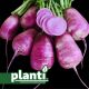 ПЛ 414 F1 (PL 414 F1) семена редьки 55-60 дн. 200 г цилиндр. 12 см фиолет. (Asia Seed)
