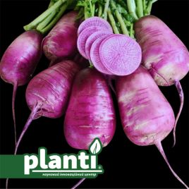 ПЛ 414 F1 (PL 414 F1) семена редьки 55-60 дн. 200 г цилиндр. 12 см фиолет. (Asia Seed)