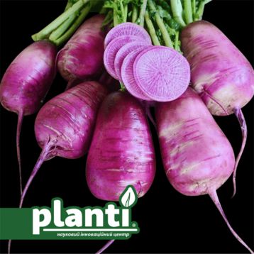 ПЛ 414 F1 (PL 414 F1) семена редьки 55-60 дн. 200 г цилиндр. 12 см фиолет. (Asia Seed)
