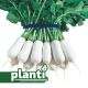 ПЛ 460 F1 (PL 460 F1) насіння редьки 50 дн. 80-90 г циліндр. біл. (Asia Seed)