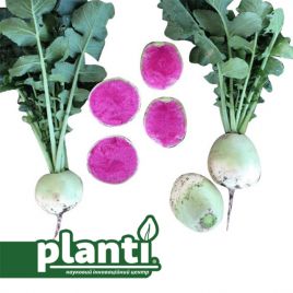 ПЛ 454 F1 (PL 454 F1) насіння редьки 55-60 дн. 200 гр. окр. бел. (Asia Seed)