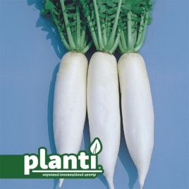 ПЛ 480 F1 (PL 480 F1) семена редьки 65-70 дн. 1000 гр. цилиндр. бел. (Asia Seed)