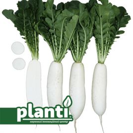 ПЛ 494 F1 (PL 494 F1) семена редьки 65-70 дн. 500-1000 гр. цилиндр. бел. (Asia Seed)