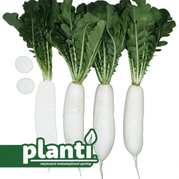 ПЛ 494 F1 (PL 494 F1) семена редьки 65-70 дн. 500-1000 гр. цилиндр. бел. (Asia Seed)