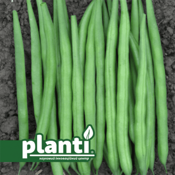 ПЛ 115 (PL 115) насіння квасолі спаржевої кущової середньоранньої 65 днів зел. (Bakker Brothers)