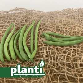 ПЛ 117 (PL 117) семена фасоли спаржевой кустовой средней 67 дней зел. (Bakker Brothers)