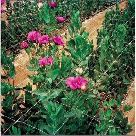 Сетка шпалерная Ортонова 7FG 80х100 мм белая (Tenax)