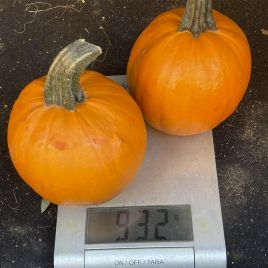 Апрентис семена тыквы тип Хеллоуин 0,5-1 кг оранж. (Clause)