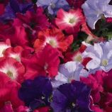 Петуния Фалкон F1 смесь (mix)