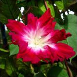 Ипомея Серенада