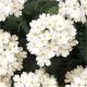 Вербена Кварц ХР F1 белая (white)