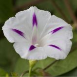 Ипомея Милки Вей белая (white)