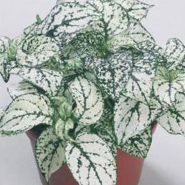 Гіпоестес Конфіті білий (white)
