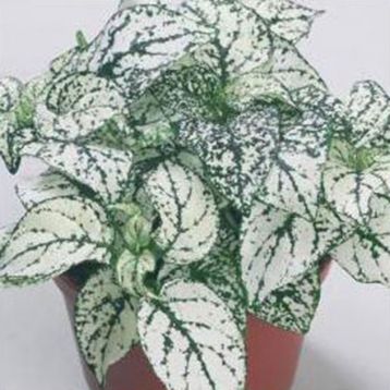 Гіпоестес Конфіті білий (white)