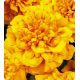 Наоми Orange Face насіння чорнобривців французських (Kitano Seeds)
