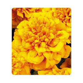Наоми Orange Face насіння чорнобривців французських (Kitano Seeds)