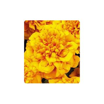 Наоми Orange Face насіння чорнобривців французських (Kitano Seeds)