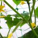 Сітка шпалерна для в'юнких PLANT NET 8 г/м.кв 15*17см 1,7м (Bradas)
