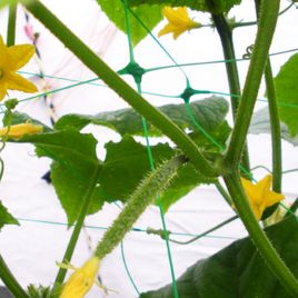 Сетка шпалерная для вьющихся PLANT NET 8 г/м.кв 15*17см 1,7м (Bradas)
