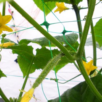 Сітка шпалерна для в'юнких PLANT NET 8 г/м.кв 15*17см 1,7м (Bradas)
