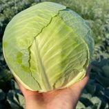 Ханна F1 насіння капусти білоголової (Yuksel)
