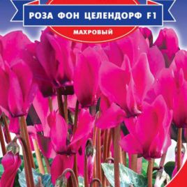 Цикламен Роза фон Целендорф F1