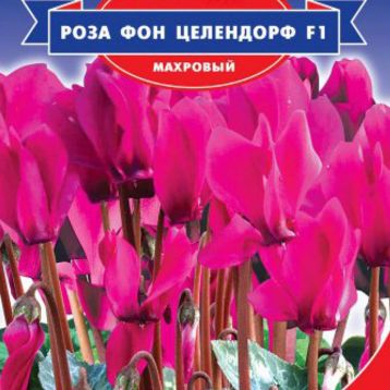 Цикламен Роза фон Целендорф F1