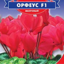 Орфеус F1 семена цикламена махр. 25-30см (GL Seeds) НЕТ ТОВАРА