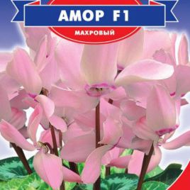 Цикламен Амор F1