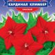 Квамоклит Кардинал Климбер