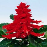 Ред Алерт семена сальвии (Hem Zaden ПН)