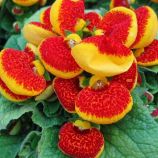 Кальцеолярия Данти F1 красно-желтая