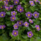 Екзакум Роял Ден темно-синій 