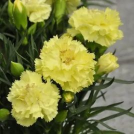 Гвоздика Лилипот F1 желтая (yellow)