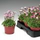 Хайлендер rose shades семена камнеломки 20-25см (Syngenta)