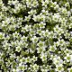 Хайлендер белая (white) семена камнеломки 20-25см (Syngenta)