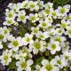 Хайлендер белая (white) семена камнеломки 20-25см (Syngenta)